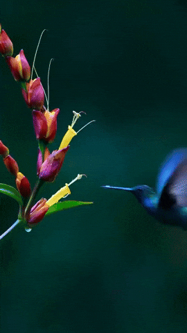 kingkaps7 giphyupload kingkaps7 this place needs more hummingbirds GIF