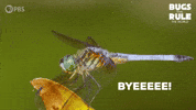 See Ya Goodbye GIF by PBS
