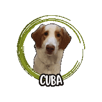Cuba Sticker by Asilo per cani Dog'sMind