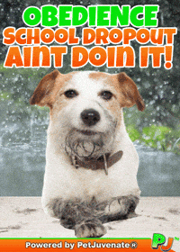 PetJuvenate petjuvenate henlo hooman fren love rescue dogs treatos and woofer for pupper GIF