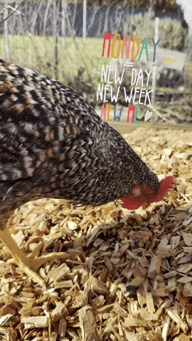 Monday New Week GIF