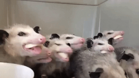38papagoid giphygifmaker banana nomnomnom opossums GIF