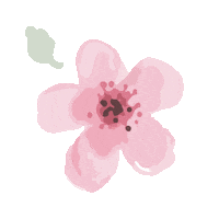 Cherry Blossoms Pink Sticker by By Invite Only