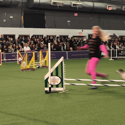 dog show GIF by Westminster Kennel Club