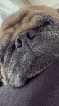 Tired Dog GIF