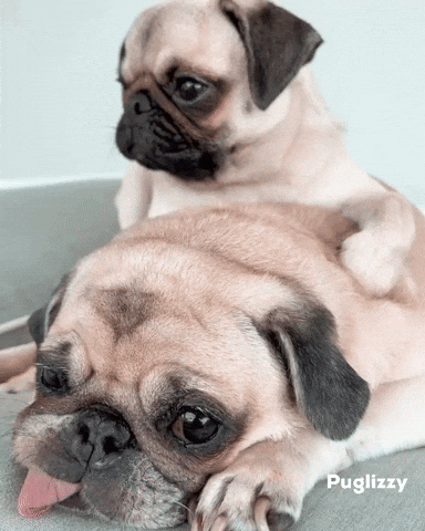 Hugs Pug GIF