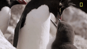 nat geo ocean GIF by National Geographic Channel
