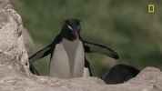 nat geo ocean GIF by National Geographic Channel