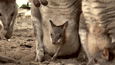 time kangaroo GIF