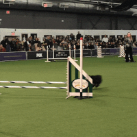 dog show GIF by Westminster Kennel Club