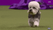 Dogs GIF by Westminster Kennel Club