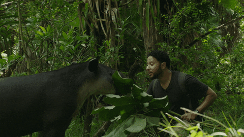 travelbelize giphyupload belize tapir tapir belize GIF