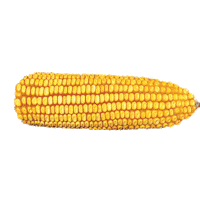 Sementes Sticker by Agro Bayer