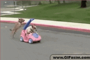dog GIF