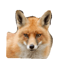 fox STICKER by imoji