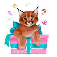 Cat Котенок Sticker by VIPLEO® is the cattery founder of legal caracats.