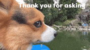 Thank You For Asking GIF