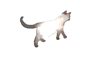 animation cat STICKER
