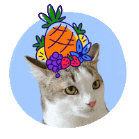 KoshPush dance fruits koshpush Sticker