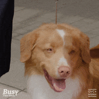 Busy Philipps Dog GIF by QVC