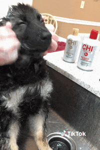 Chat Bonjour GIF by TikTok France