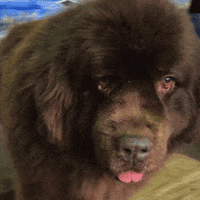 dog show GIF by Westminster Kennel Club