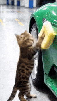 Cats GIF