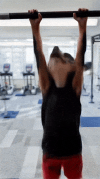 Chihuahuas Dominadas GIF