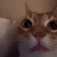 Cat Stare GIF
