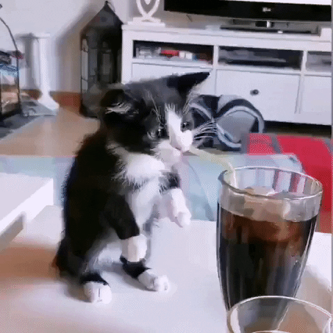 cuteanimalland giphyupload GIF