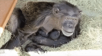 'Rare' Baby Chimpanzee Born at Florida Safari Park