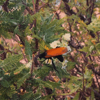 GrandCanyonTV wasp grand canyon grandcanyontv tarantula hawk GIF