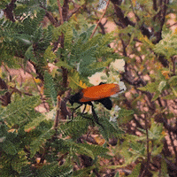 GrandCanyonTV wasp grand canyon grandcanyontv tarantula hawk GIF