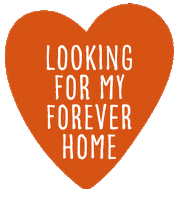 Adopt Dont Shop Sticker