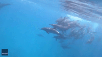 'Sound On': Underwater Photographer Listens in as School of Dolphin Swim By