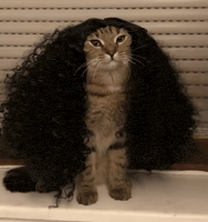 Cute Cat GIF