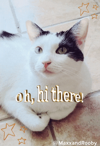 Cat Hello GIF