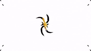 Shape motion graphics creator motion