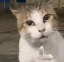 RishKa00 im watching you maybe later rude cat lookatmecat GIF