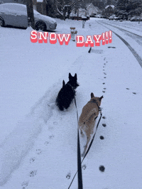 Snow Day Dog GIF