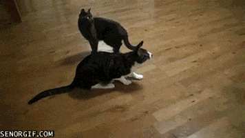 jumping slow motion GIF by Cheezburger