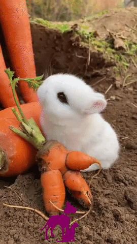 Bunny Happy Easter GIF by Maria Johnsen