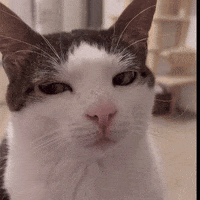 monkeycatluna monkeycatluna crunchycat crunchycatluna luna judgy cat GIF
