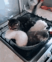 GIF by Teff