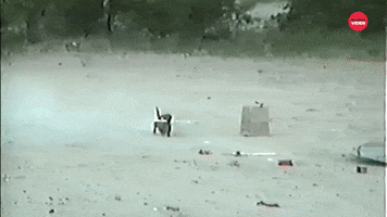 Dog GIF by BuzzFeed