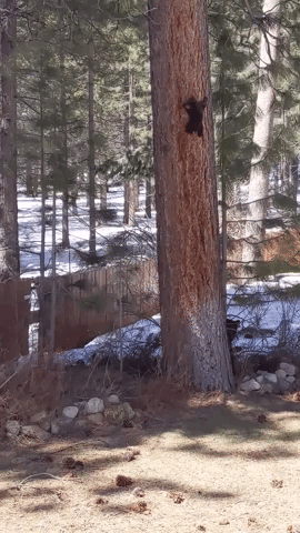 Tiny Bear Cub Climbs Down Tree