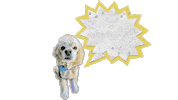 Cocker Spaniel Sticker by Camp Cocker Rescue