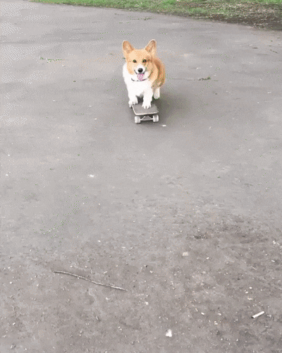 Video gif. Corgi is on a skateboard and pushes itself with its hind legs and its front legs hold onto the board.