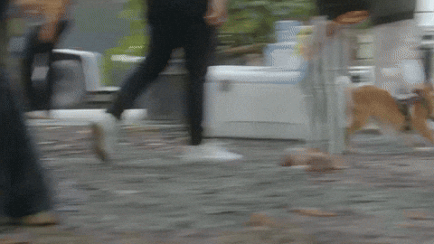 Happy Dog GIF by Sugarshack