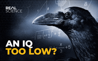 Youtube Idiot GIF